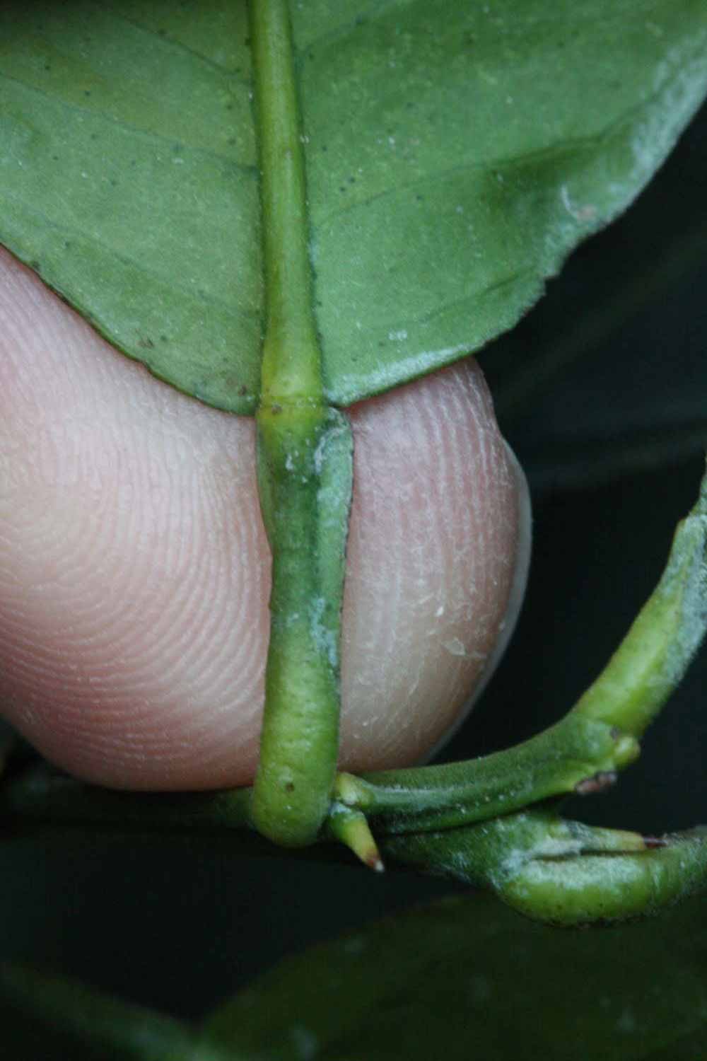              Petiole (Lindcove, CA)       